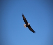 2014 03 02 RedWing 001